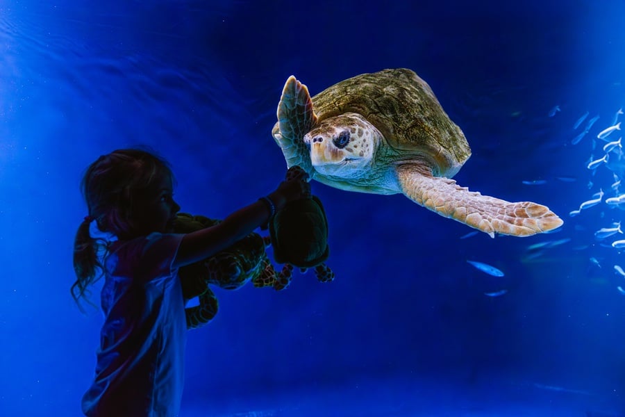 Birch Aquarium