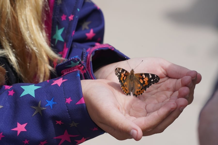 butterfly encounter