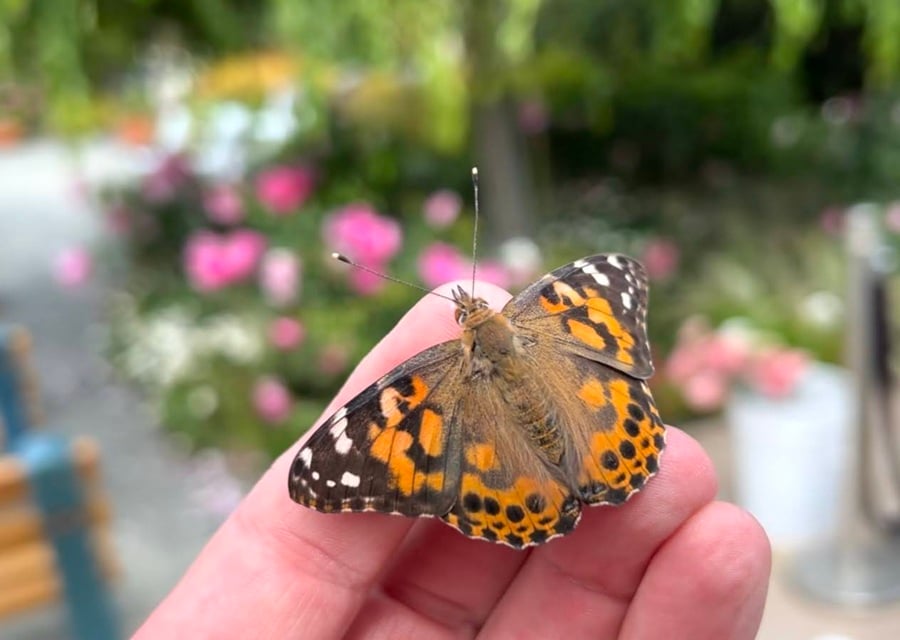 butterfly encounter