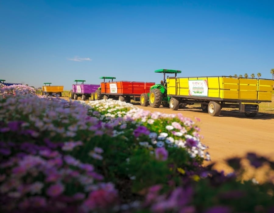 Flower Fields at Carlsbad Ranch