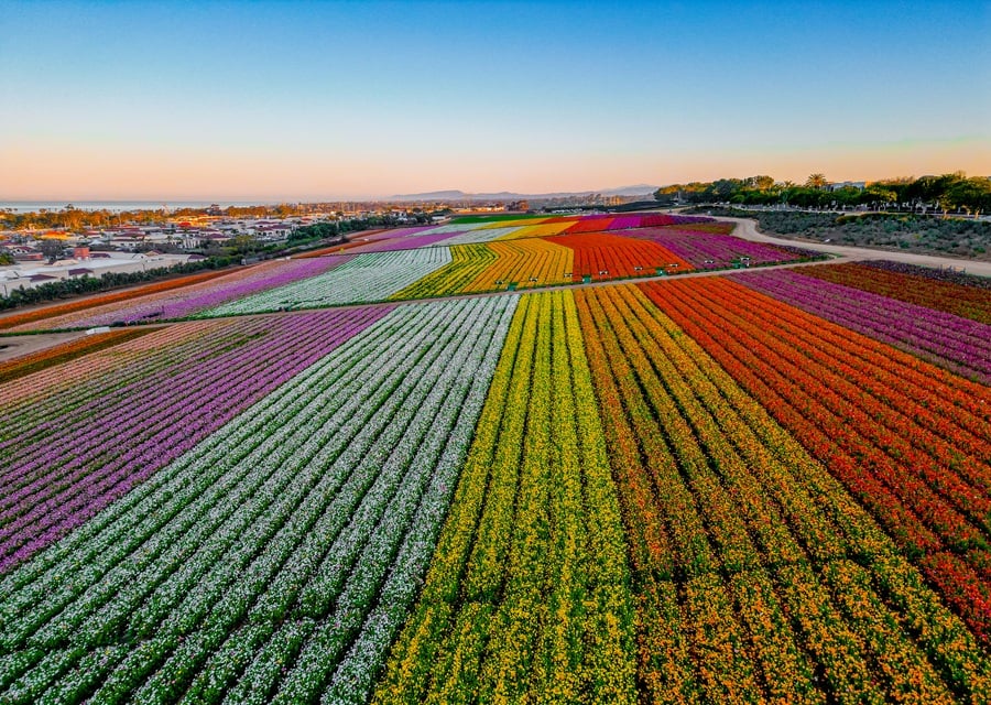 Flower Fields at Carlsbad Ranch