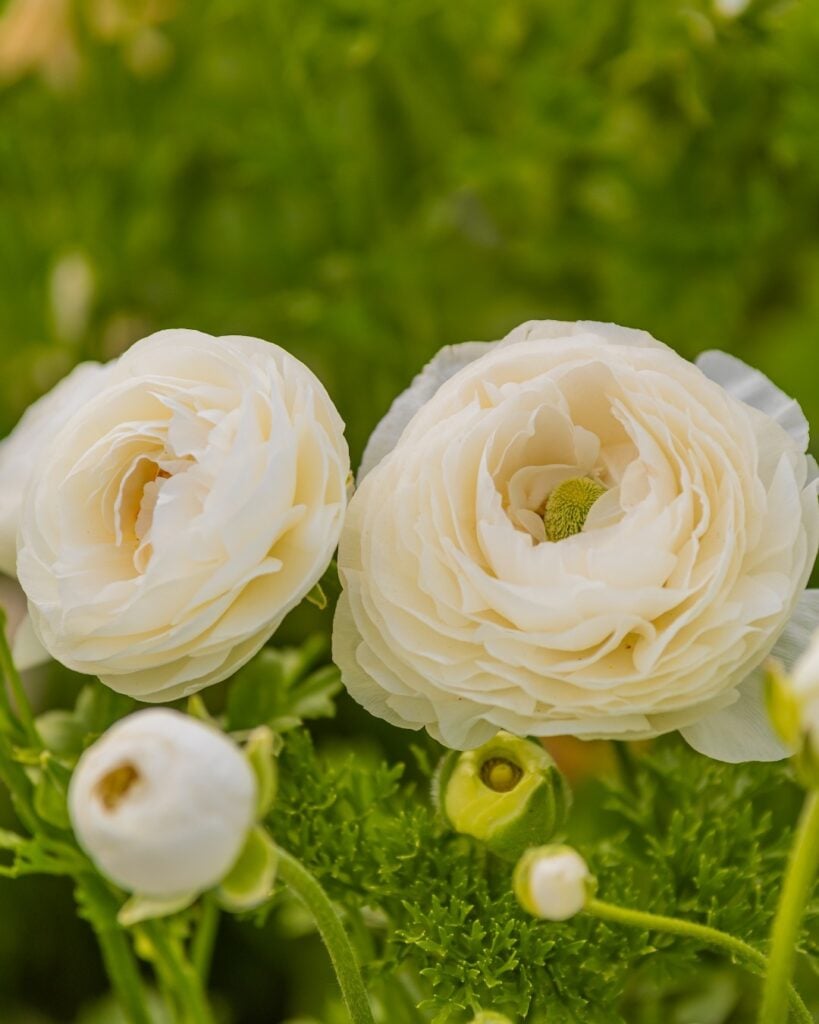 blooming ranunculus